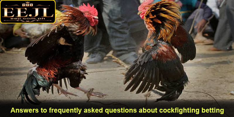 Answers to frequently asked questions about cockfighting betting