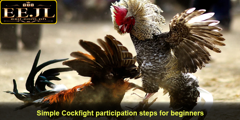 Simple Cockfight participation steps for beginners